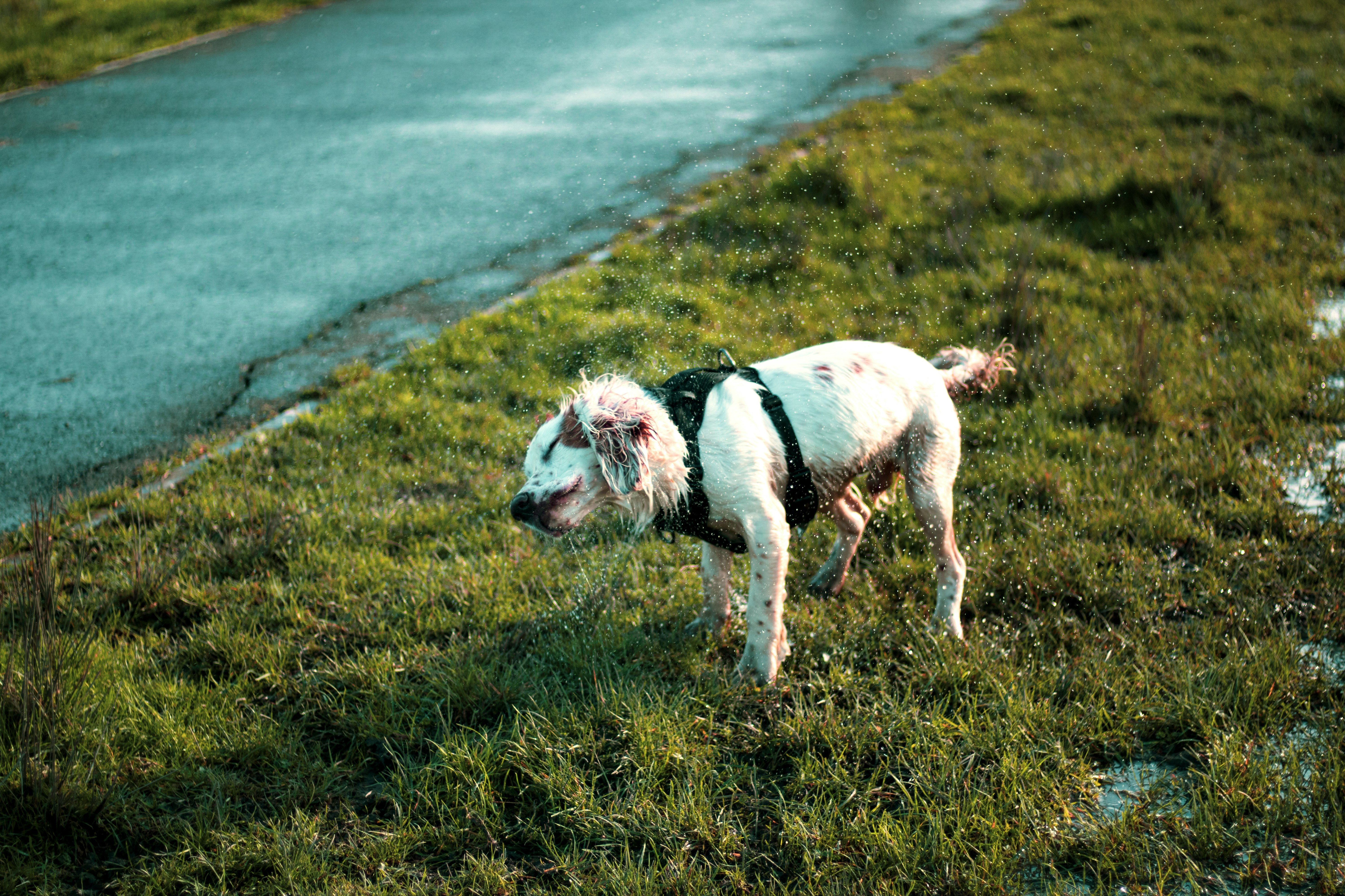 white and black short coated dog running on green grass field during daytime